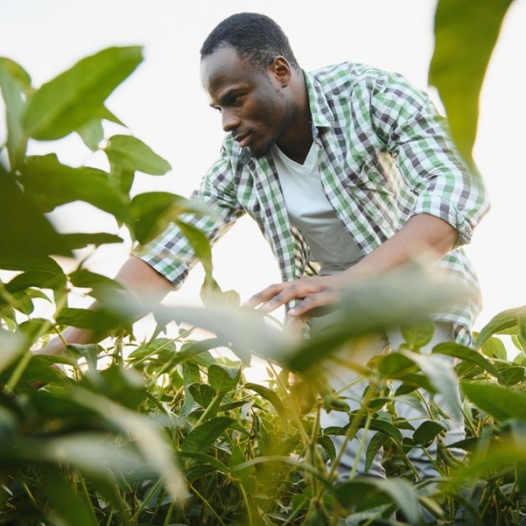 An,African,American,Male,Farmer,Or,Agronomist,Inspects,Soybeans,In
